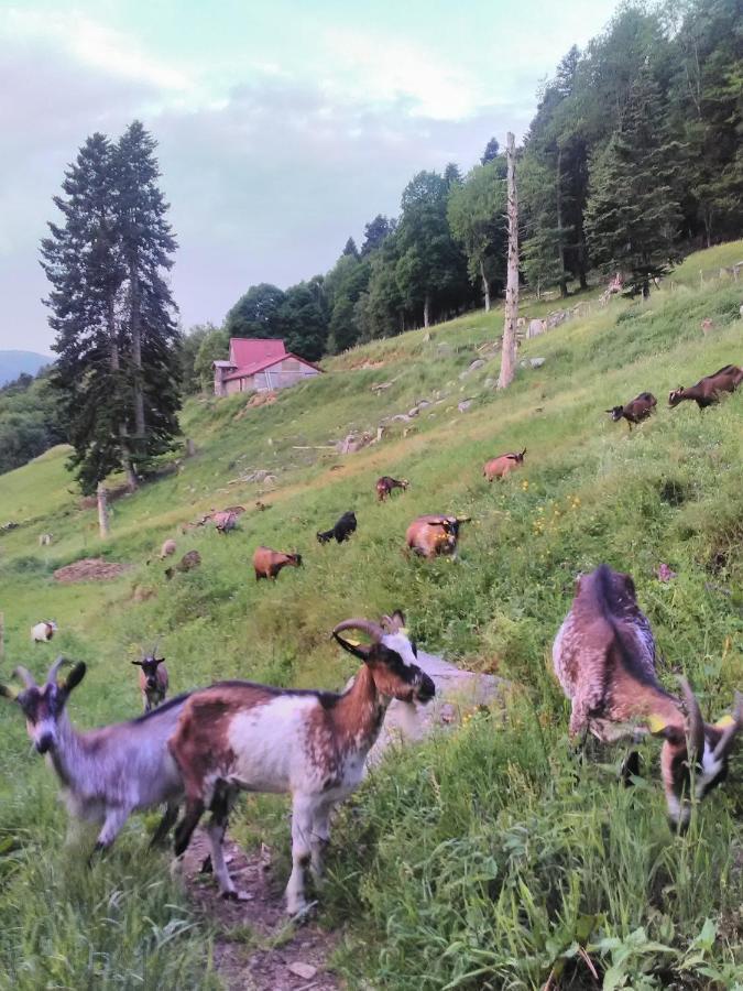 Bed and Breakfast Ferme Im-Berg Metzeral Exterior foto